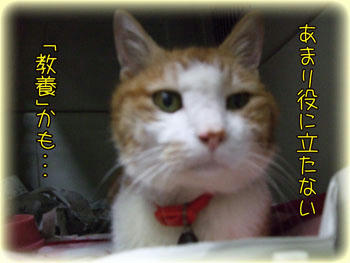 またたまちゃん、その冷たいおメメで(笑)
