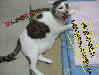 ちんまりしちゃってぇ～