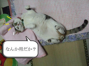 (　 ﾟ ▽ ﾟ ;)ｴｯ!!