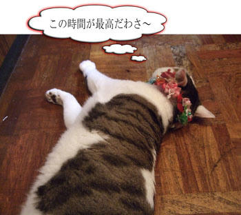 ネコ部屋と更衣室の間の廊下がお気に場所♪