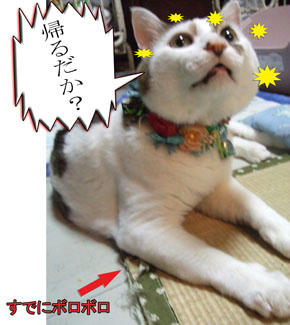 そんな目で見ても帰りますよ。