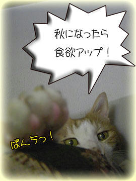 酷暑でも「食欲」は落ちなかったわ。。うどん三人前完食(笑)
