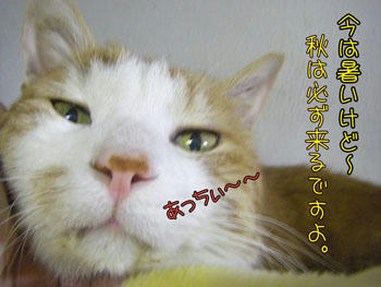 「秋」が一番、いいもんね♪