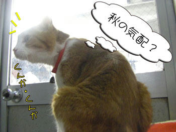 日差しは強くっても感じる?