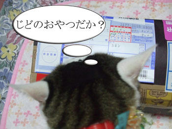 何でも自分のおやつと思うな。＼(￣￣*) 