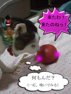 大喜びの完熟トマトちゃん♪