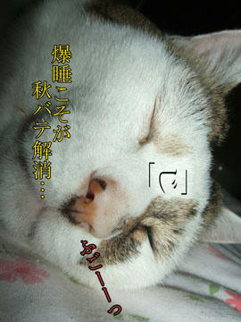 アンタに『秋バテ』はないわね。。(;-_-) =3 フゥ