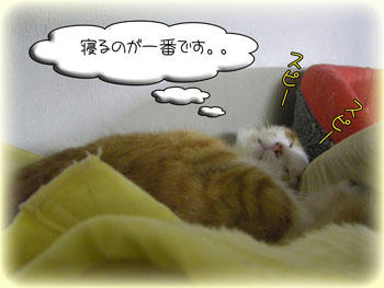 まだお二階に行けてたタンタン。(゚ーÅ) ホロリ