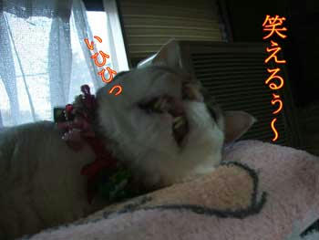 やっぱ？(・・。)ゞ ﾃﾍ