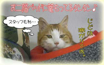 タンタンもお二階のベッドに篭もっていたじゃない？ふふ。。