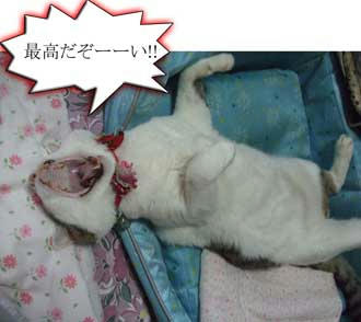 なんちゅ～格好だよ。