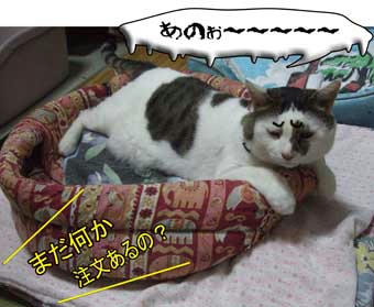 なんなのさ！