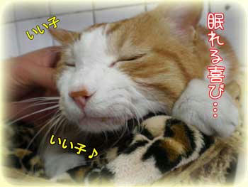 タンタンの眠りは癒し以外の何ものでもなかった…