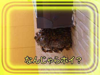 (A゚∇゚)ハテッ?ナノラ