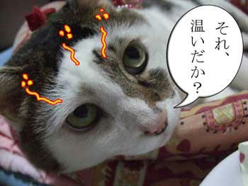 ホゲ指数100％