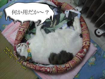 Σ(￣ε￣;|||･･･やっぱりね…