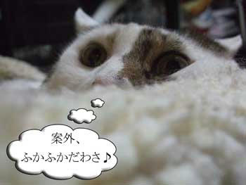 ( ̄∀ ̄*)イヒッ今年の秋はボアがトレンドらしいわよん♪
