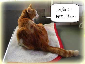 そうだね、ネコの体調不良は自分が具合悪いよりイヤだよ…