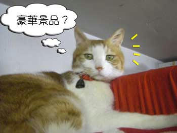 (￣ω￣;)ｴｰﾄｫ...