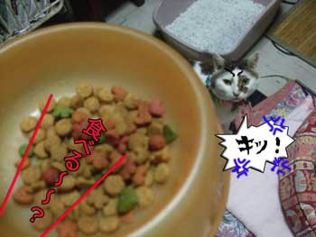 食べないわけ無いわなぁ～