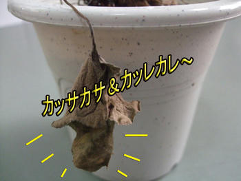 。・゚・(ノε`)・゚・。