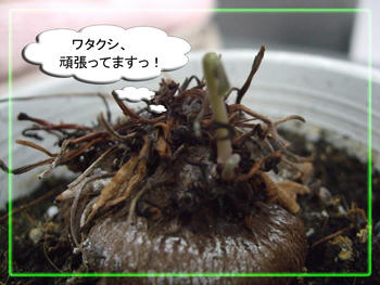 v(T▽T)イエーイ♪ホントに頑張ってるわ~w