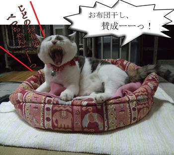確かにぺっちゃんこだわね～（笑）