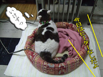 今日は秋晴れだよ!少しは動けよ!!