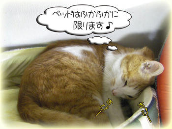 お二階のベッド、一斉に干したっけ。。(゚ーÅ) ホロリ