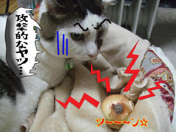 「玉ねぎ様」とお呼び!!