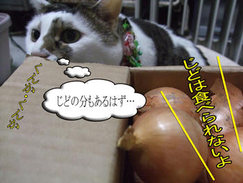 ナイノ( ̄ω ̄= ̄ω ̄)ナイノ