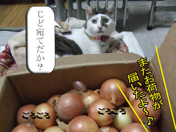 (ーー )Ξ( ーー) ブルンブルン