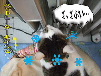あ～、雪まで降っちゃった～（汗