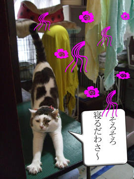 どんこは温さがあればいいのね(。-_-。)