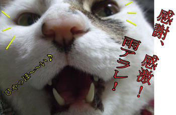 どんこからもお礼です！