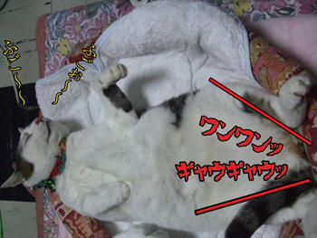 どんこはぬくければ何があっても起きないもんね～