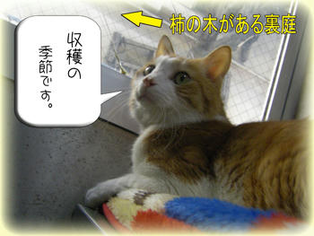 収穫作業をいつも見ていたね。。