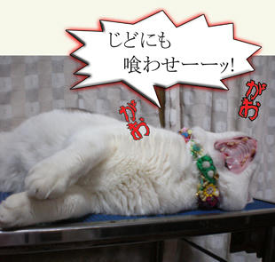 やっぱ、そうきたか…(´Д`;)/