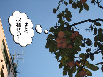 今日も収穫できなかったわ（泣）