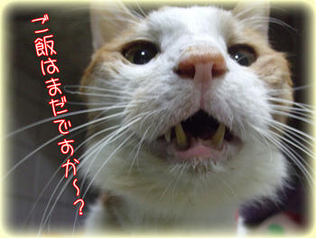 もう、ご飯だよ～♪