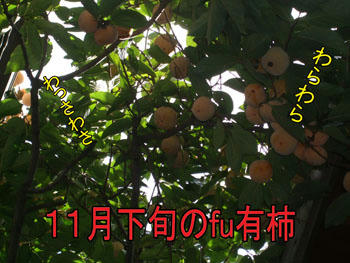 この時が収穫時よ~♪