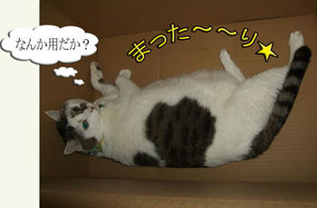別にぃ～～┐(￣ヘ￣）┌ ﾔﾚﾔﾚ･･･
