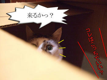 おちごと中ですわよ。
