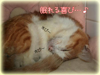 そうそう、眠れるって幸せよ～