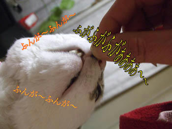 ふんが・ふんがしすぎぃ～