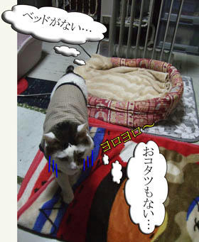 パネルヒーターもペットヒーターもあるじゃん!