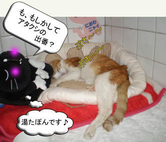 湯たぽんの存在…忘れてたわ（笑）