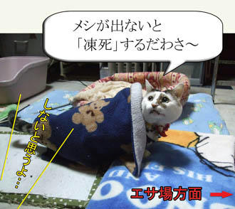 超訴えてる目つきだけど、まだご飯タイムじゃないわ!