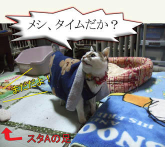 やけにシャッキリ起きてるけどお布団被ってるよ!