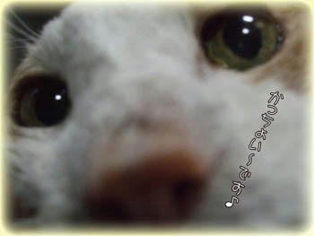 ∑(=゚ω゚=;) マジ!?